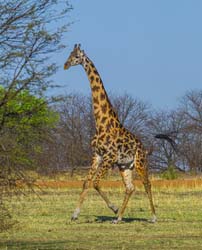 372-Giraffe on the Run  5J8E9460