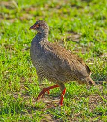 373-Red-necked Spurfowl  5J8E9473
