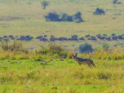 375-Black Backed Jackel  5J8E9475