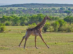 376-Young Giraffe  5J8E9462