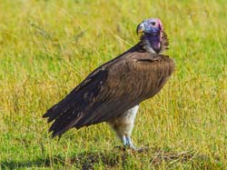 377-Lappet-faced Vulture  5J8E9500