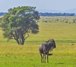379-Wildebeast Looking for the Heard  5J8E9494