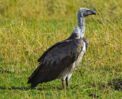 380-White-backed Vulture  5J8E9502