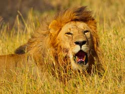 381-Male Lion  5J8E9642