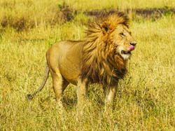 383-Male Lion  5J8E9678