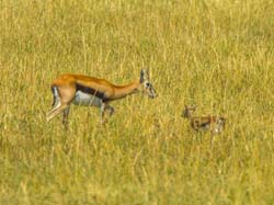 390-Thomsons Gazelle Hiding a Juvenile  5J8E9749