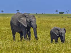392-Elephants on the Plain  5J8E9842