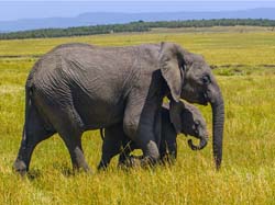 395-Elephants on the Plane  5J8E9843