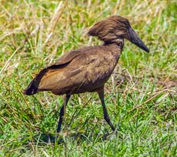 396-Hamerkop  5J8E9892