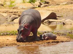 397-Hippo with Juvenile  5J8E9910