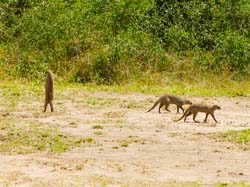 398-Banded Mongoose Pack  5J8E9925