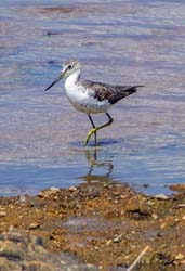 399-Lesser Yellowlegs  5J8E9929