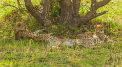 400-Cheetahs in the Shade  5J8E9944