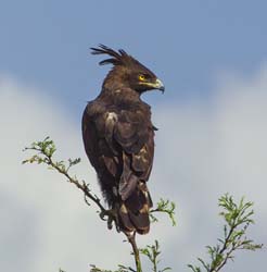402-Long-crested Eagle  5J8E9996