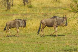 403-Wildebeasts  6J8E0008