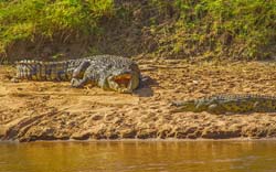 404-Crocks on the Mara River  6J8E0013