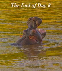 406-Hippo Yawn  6J8E0029