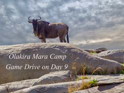 407-Wildebeast  6J8E0076