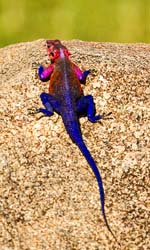 410-Agama Lizard  6J8E0065