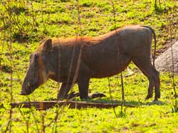 411-Wharthog Eating Grass  6J8E0068