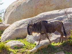 412-Wildebeast  6J8E0072