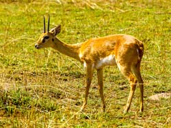 413-Steenbok  6J8E0088