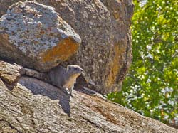 414-Rock hyrax  6J8E0079