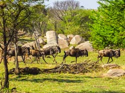 415-Wildebeast Migration  6J8E0077