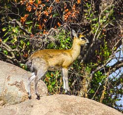 416-Klipspringer  6J8E0084