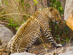 419-Leopard  6J8E0113