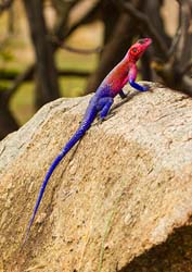 420-Agama Lizard  6J8E0124