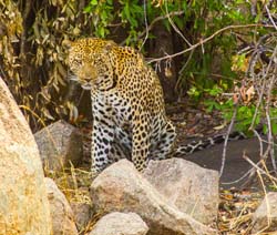 421-Leopard  6J8E0132