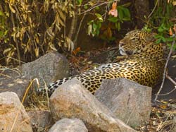 423-Leopard  6J8E0231