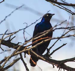 425-Rueppells Glossy Starling  6J8E0237