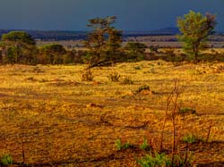 427-African Landscape  6J8E0262