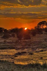 429-African Sunset  6J8E0298