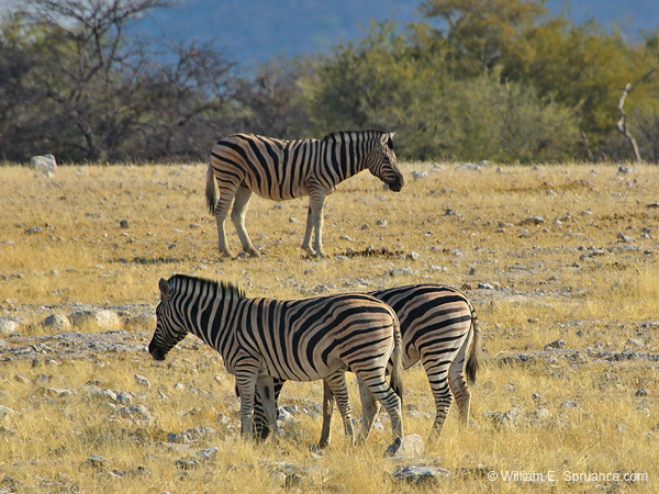 010b-70D2-Zebras-2158