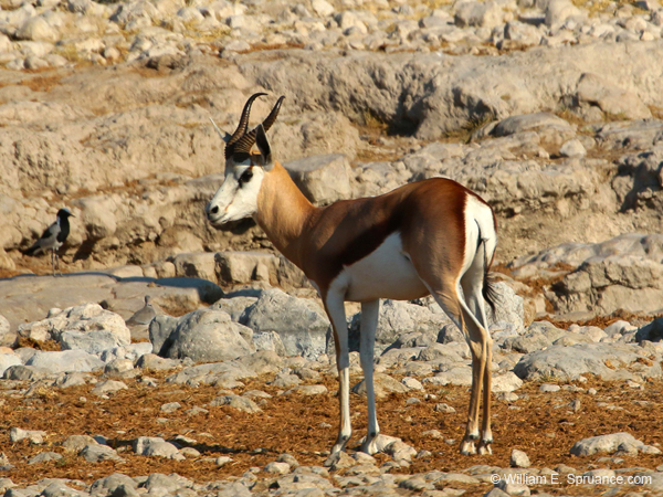 012-Springbok-70D2-2178
