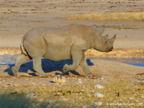 012z-Black Rhino-70D2-2210