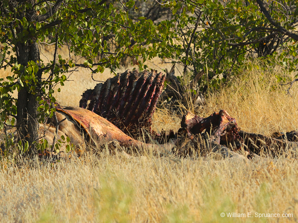 014-Giraffe Carcass-70D2-2181