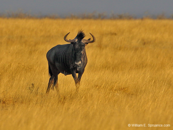 015-Wildebeest-70D2-2190