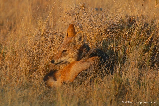 015b-Black-backed Jackal-70D2-2256