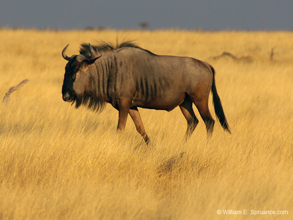 017-Wildebeest-70D2-2194