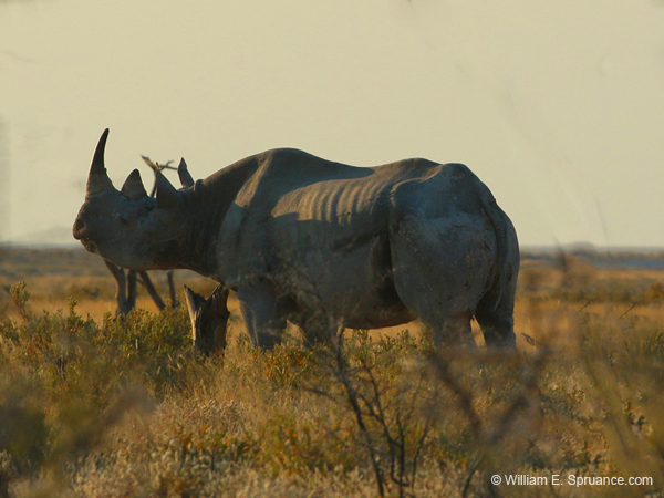 021-Black Rhino-70D2-2206