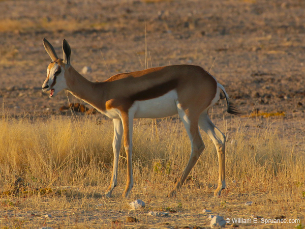 022-Springbok-70D2-2211