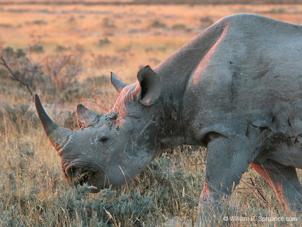 024-Black Rhino-70D2-2237