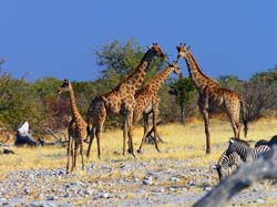 009-Giraffes-70D2-2162