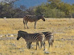 010b-70D2-Zebras-2158
