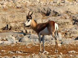 012-Springbok-70D2-2178