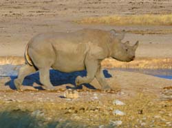 012z-Black Rhino-70D2-2210